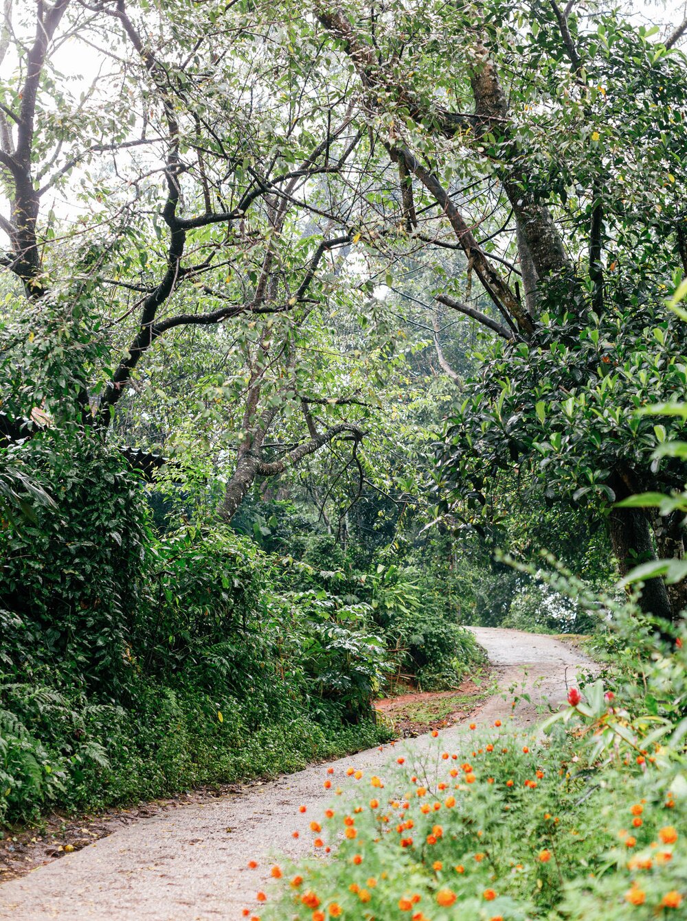 A winding paved road passes through dense green forest and roadside flowers.
